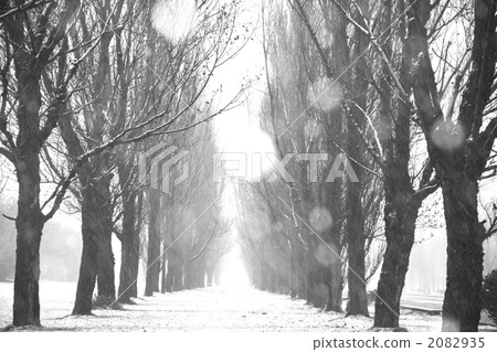 snow scene, row of poplars, early winter 2082935