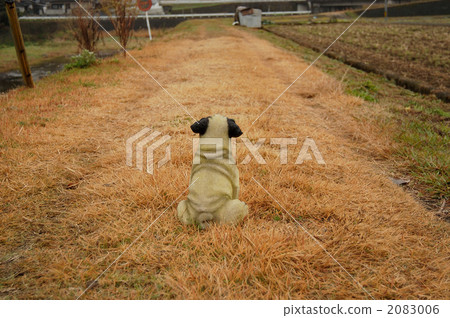 Pug in the farm road 2083006