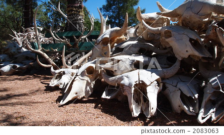 Cow skull 2 2083063