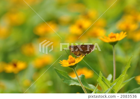 Seseri butterfly 2083536