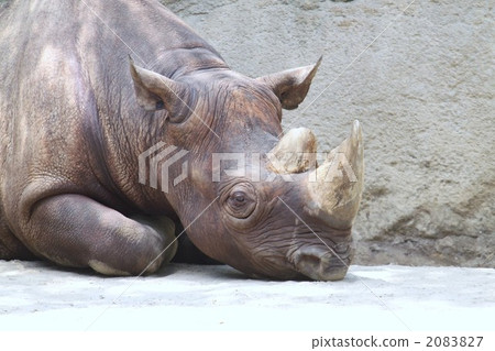 white rhinoceros, rhino, rhinocerose 2083827