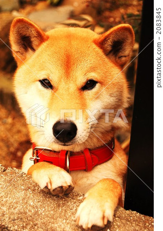 Country dog 2083845
