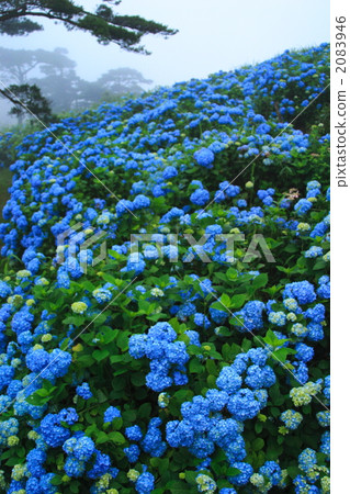 雨繡球花 雨繡球花 2083946