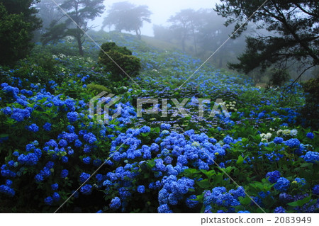 雨繡球花 雨繡球花 2083949