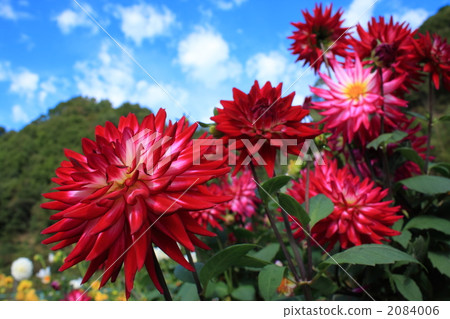 Bright red dahlia and blue sky Bright red dahlia and blue sky 2084006