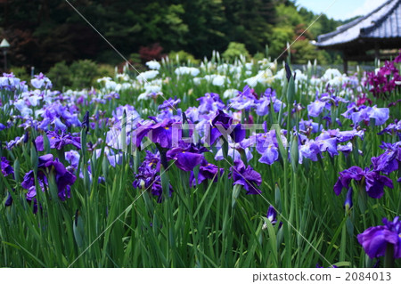 Iris garden Iris garden 2084013