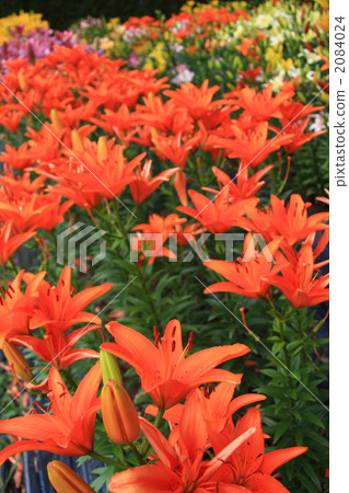 Lily group Lily group 2084024
