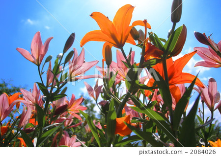 Lily flower Lily flower 2084026