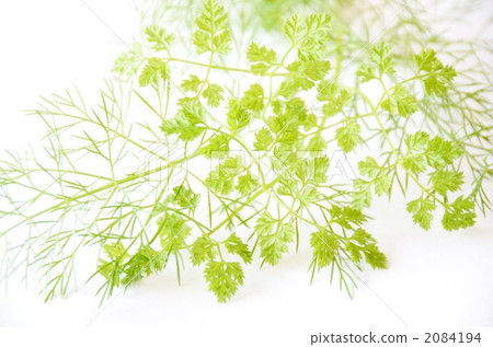 查維爾和茴香 2084194