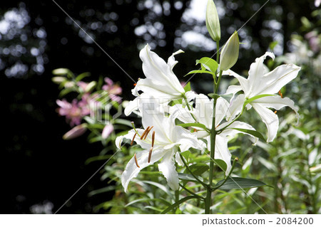 Seibu Yurien 2084200