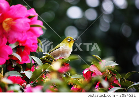 Camellia and mezzo ② 2084521