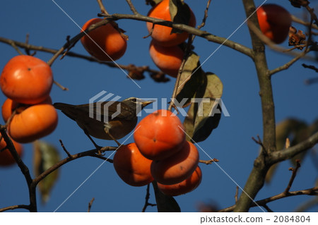 Mamishachinai male 2084804