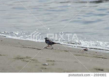 water wagtail, black-backed wagtail, small bird 2084901
