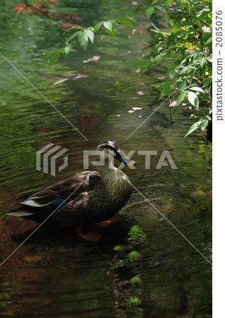 aquatic, spot-billed duck, chiba prefecture 2085076
