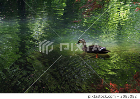 反射眩光 千葉 千葉縣 2085082