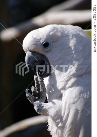 sulfur-crested cockatoo, parrot, aum 2085085