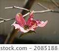 dogwood, botanic, botanical 2085188