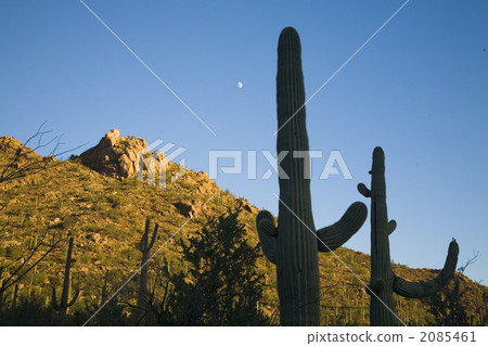 Arizona cactus Arizona cactus 2085461