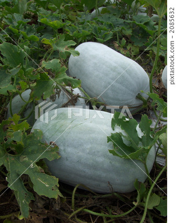 Fruit of Tongan 2085632
