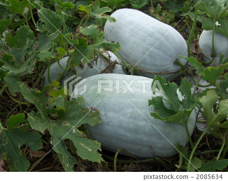 Fruit of Tongan 2085634