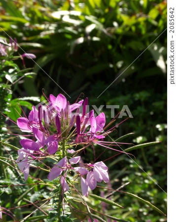 奶油之花 2085642