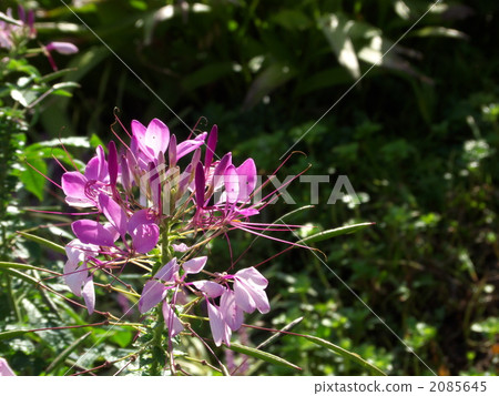 奶油之花 2085645