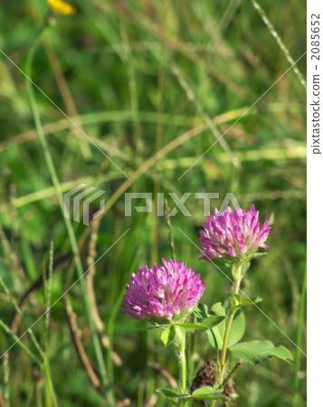 Purple clover flower 2085652