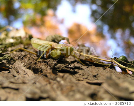 白尾螳螂 2085713