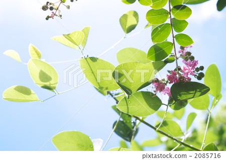 green leaf, crape myrtle, foliage 2085716