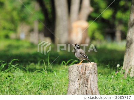 gray starling, birdie, small bird 2085717