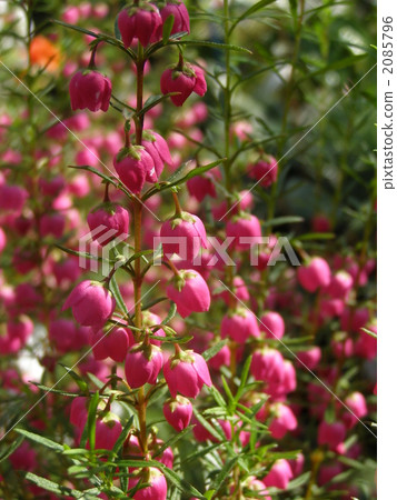 Boronia heterophylla 2085796