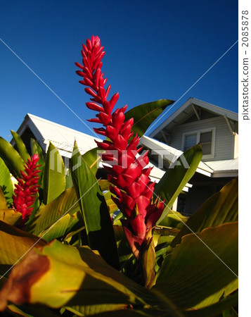 Hawai'ian Color Hawai'ian Color 2085878