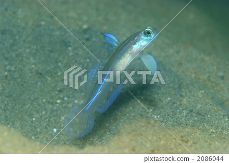 A species of the genus Hagorohohaze 2086044