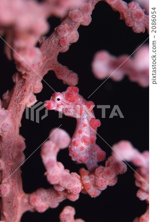 Pygmy Sea Hose 2086054