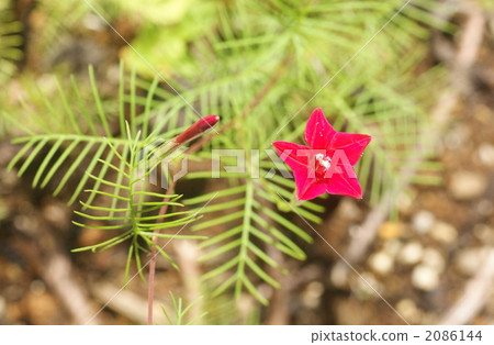 柏藤 植物 植物學 2086144