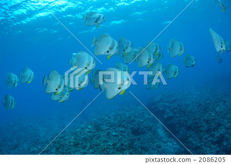 燕子的小麥 2086205