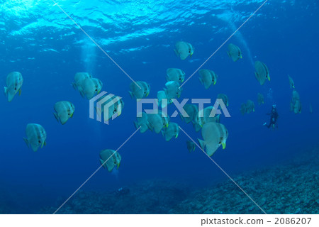 燕子的小麥 2086207