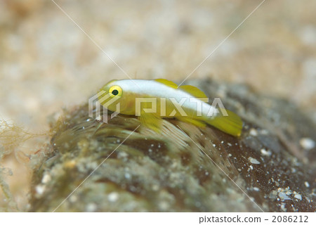 Nakamoto Irowake蝦虎魚 2086212