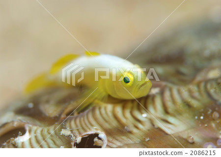 Nakamoto Irowake蝦虎魚 2086215