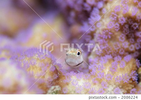 石垣青蛙 2086224