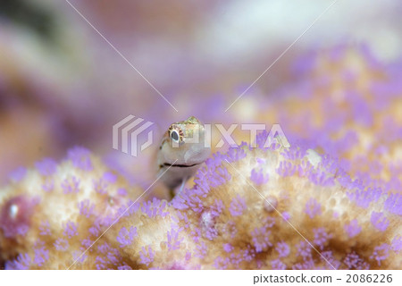 石垣青蛙 石垣青蛙 2086226