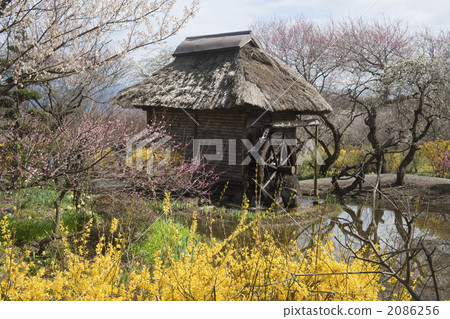 Ina梅花園 2086256