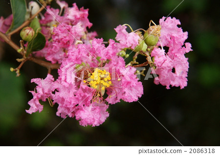 crape myrtle, lagerstroemia indica, botanic 2086318