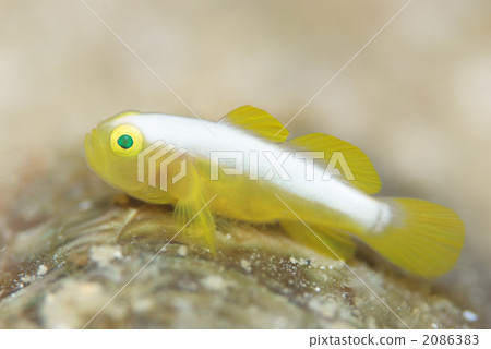 Nakamoto Irowake蝦虎魚 Nakamoto Irowake蝦虎魚 2086383