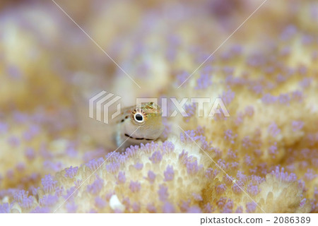 石垣青蛙 2086389