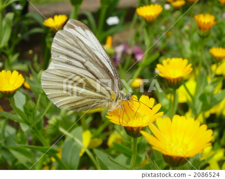大和少年長大的白色鳥吮花花蜜 大和少年長大的白色鳥吮花花蜜 2086524