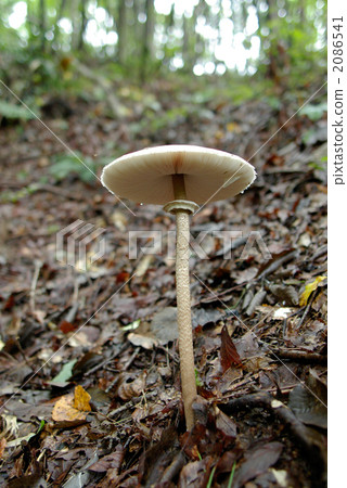 我找到了加拉加斯塔克 2086541