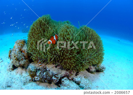 小丑anemonefish 2086657