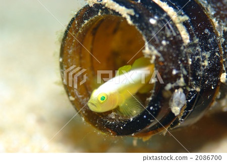 Nakamoto Irowake goby 2086700