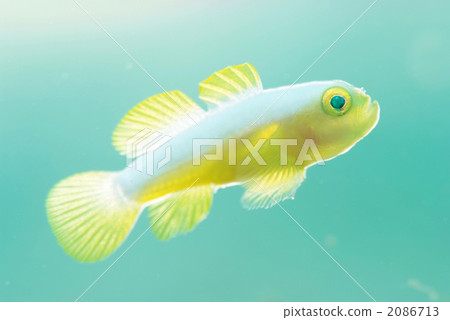 Nakamoto Irowake蝦虎魚 2086713